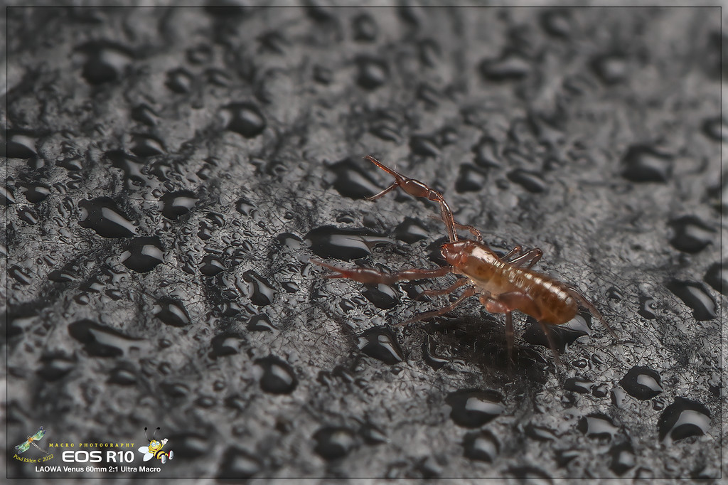 psuedoscorpion_d-XL.jpg
