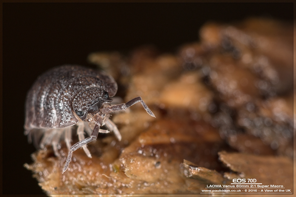 1200woodlice2016a.jpg