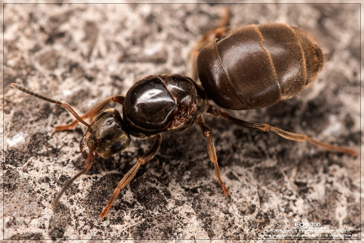 1200ant2.jpg