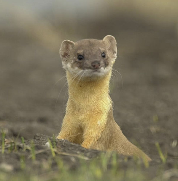 long_tailed_weasel.jpg