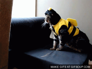 funny-cat-gif.gif