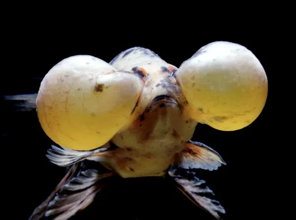 aquarium-fish-bubble-eye-goldfish_645289.jpg