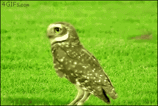 tumblr_m8uchv6MJP1qdlh1io1_400.gif