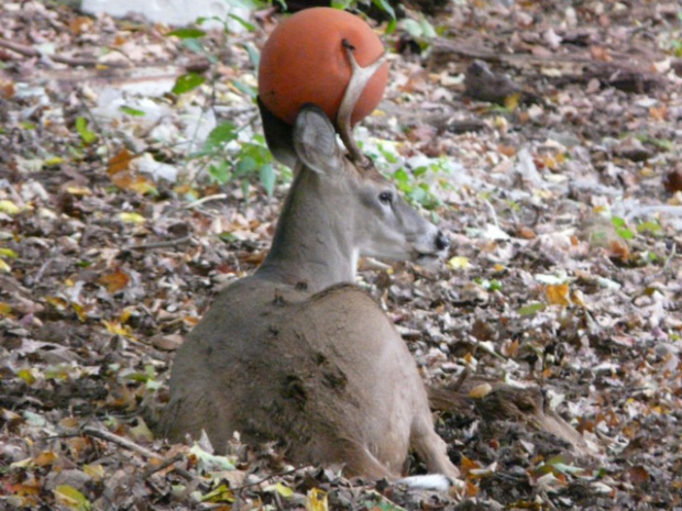 deerbasketball2-andykovac.jpg