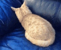 200w.gif