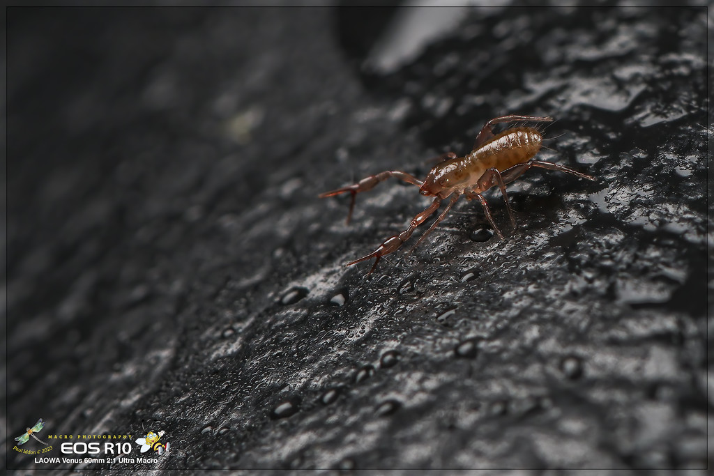 psuedoscorpion_f-XL.jpg