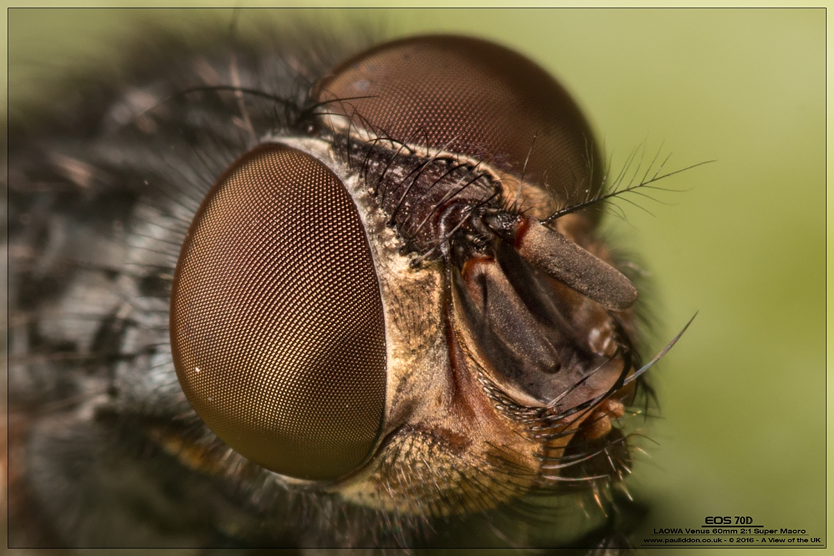 1200headclosestbb01.jpg