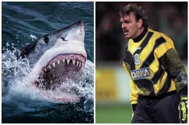 nevshark.jpg