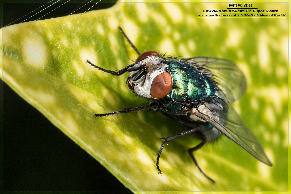 1200flyingreen01.jpg