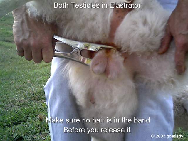 bothtestesinbander.jpg