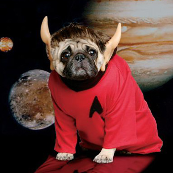 pug.jpg