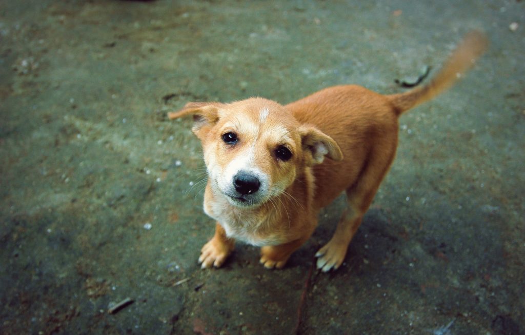 Dog_wag2-1024x653.jpg