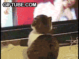 1326825413890.gif