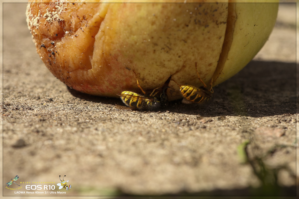 wasp_08_a-XL.jpg