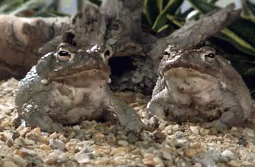 frog-gif-Favim.com-2374868.gif