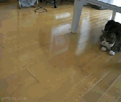 giphy.gif