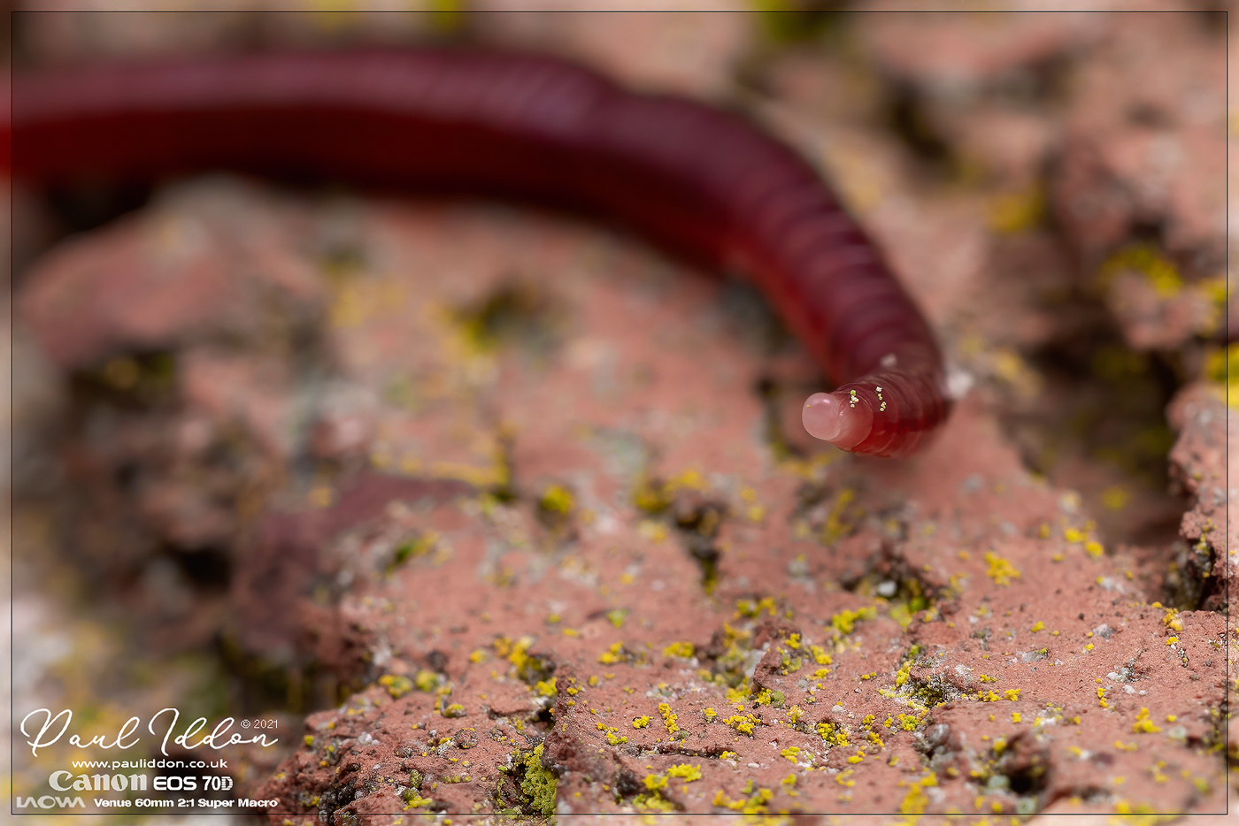 worm2_1400.jpg