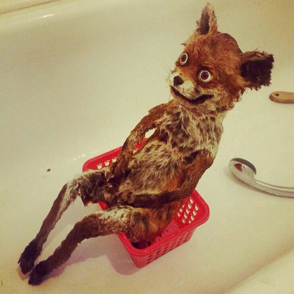 a99361_crappy-taxidermy-2.jpg
