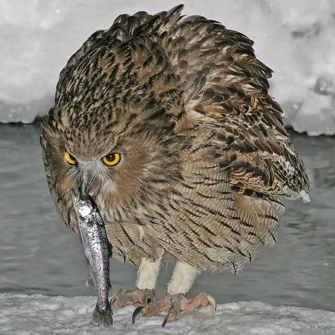 BlakistonsFishOwl3.jpg
