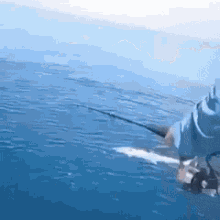 fishing-shark.gif