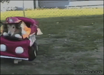 giphy.gif