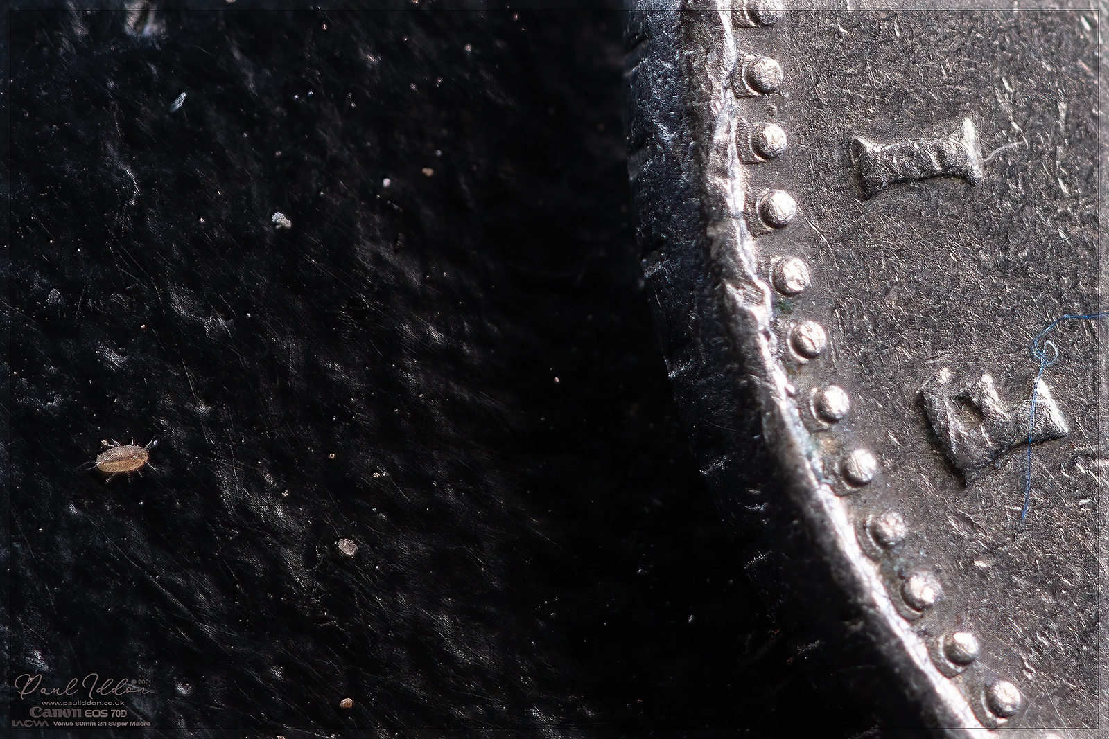 bugwith5pcrop_1800-X3.jpg