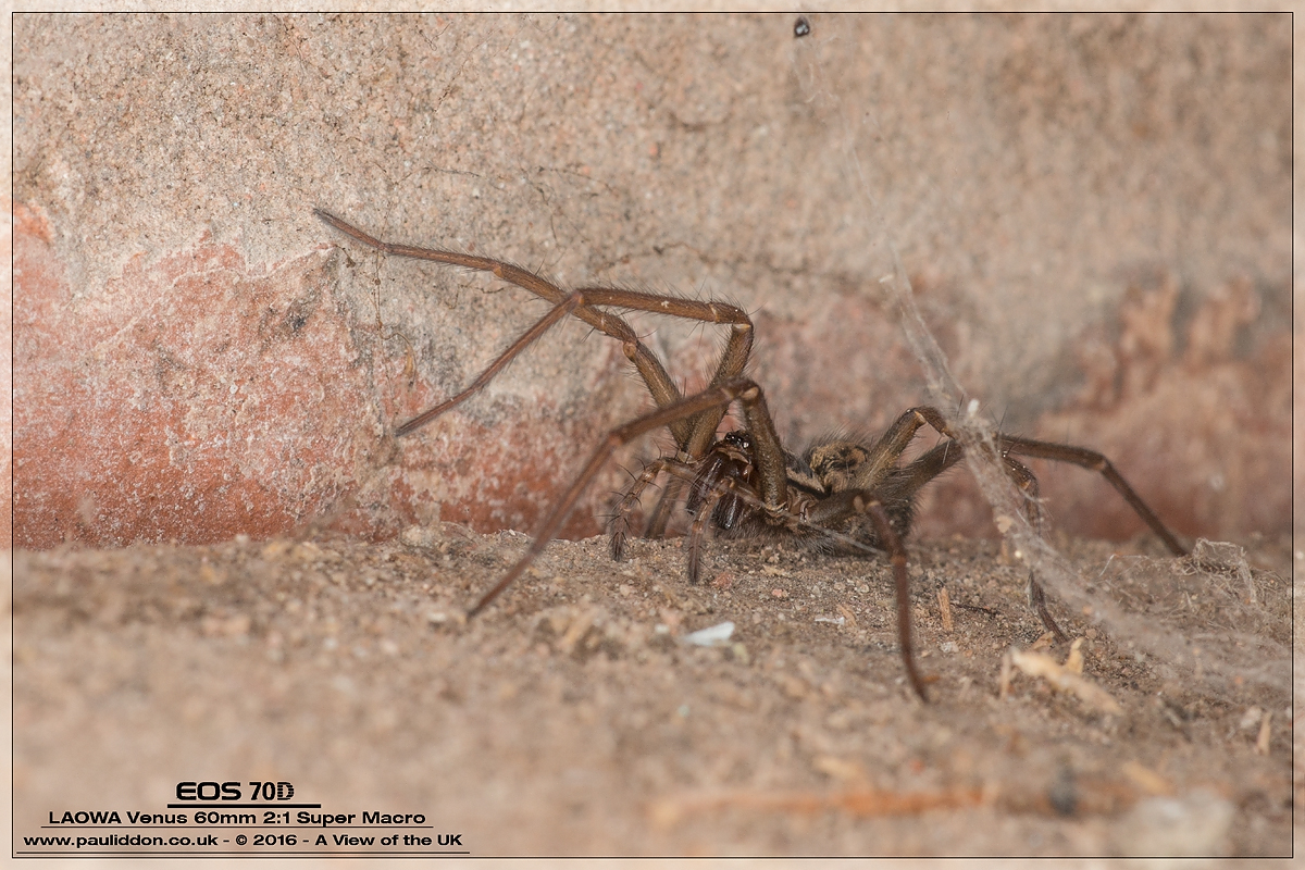 1200spider001.jpg