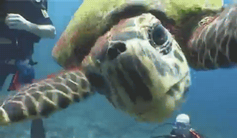 tumblr_mczh06eiX31rcrguuo1_500.gif