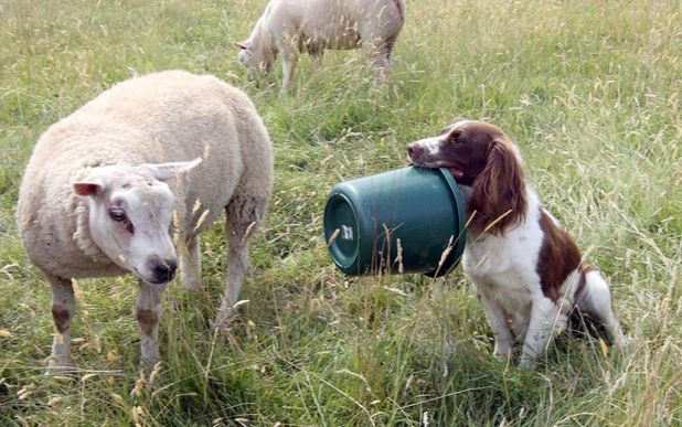odd_springer_spaniel_lambs_2.jpg
