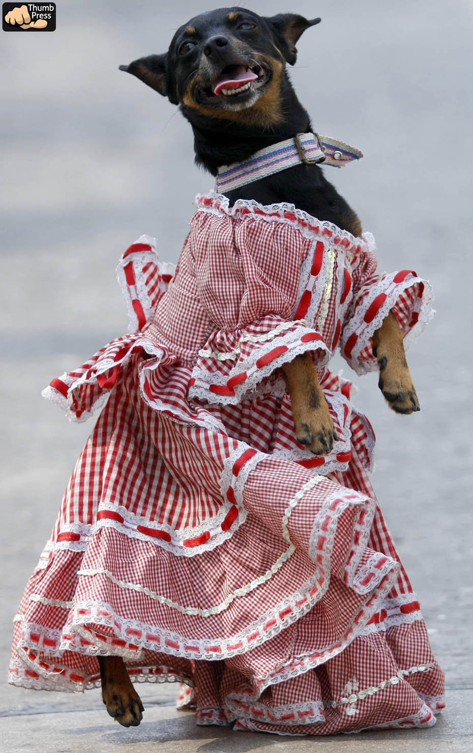 dogs_10.jpg