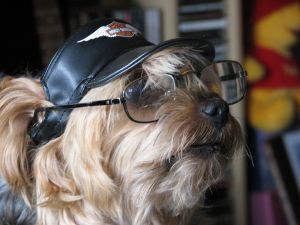 dogs-clothes-06.jpg