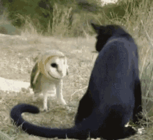 tenor.gif