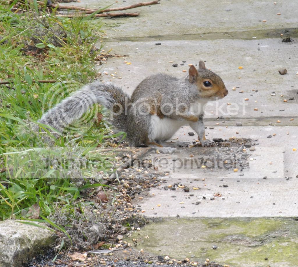 Garden%20visitor%202_zps5rt9kysg.jpg