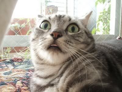 shocked-cat-211212.jpg