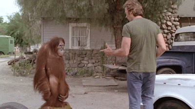 hands-up-bang-orangutan-funny-d3x3nphxueksj6qs.gif
