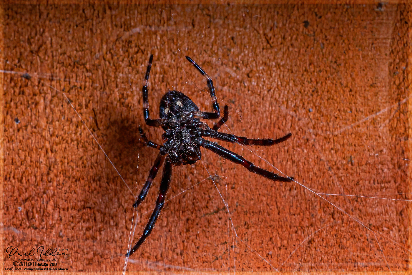 26smallorbspider_1400.jpg