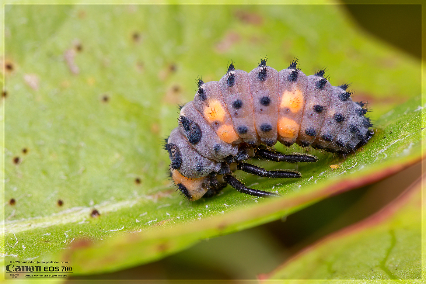 lady_larva_2020_02.jpg