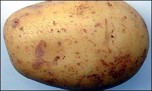 _38641901_potato300.jpg