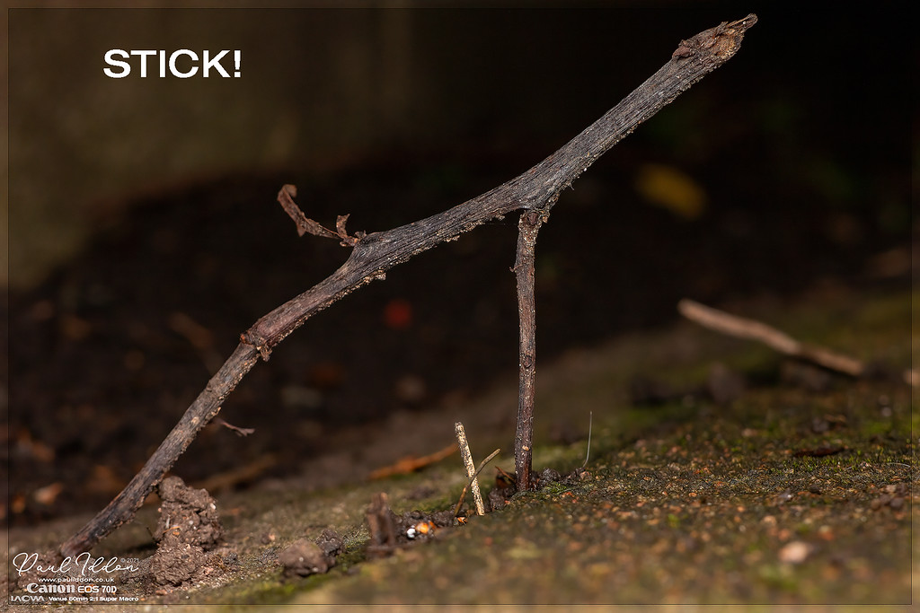 A_stick2_4k_1800-XL.jpg