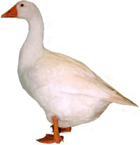 Roman-Goose-Cut-Out.jpg