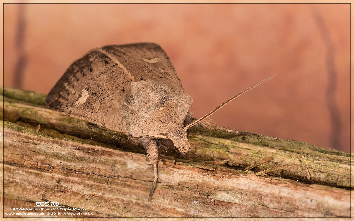 1200moth3.jpg
