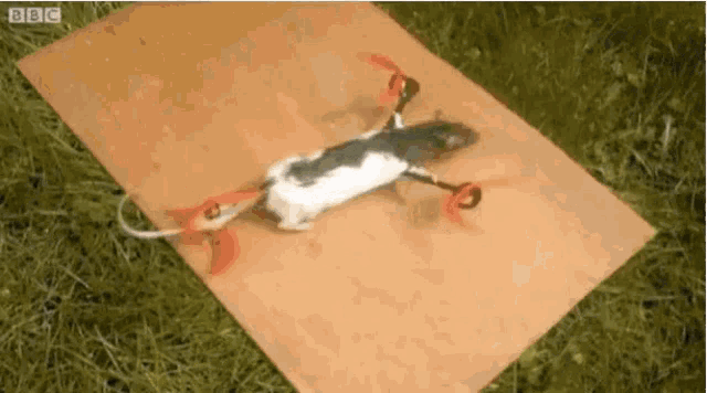 ratcopter-flying.gif