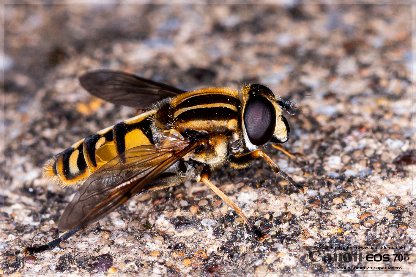 sunfly1_1400.jpg