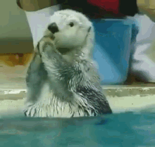 shook-otter.gif