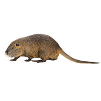 muskrat.jpg