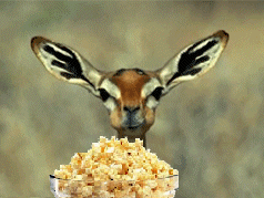 tumblr_laiko6XCA21qczbnlo1_250.gif