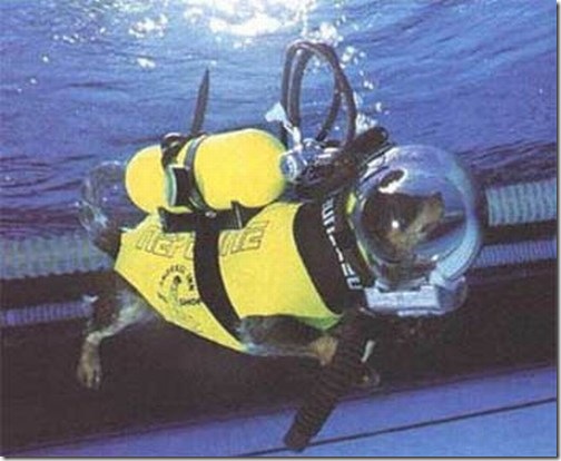 168334,xcitefun-diving-3.jpg