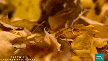 200.gif