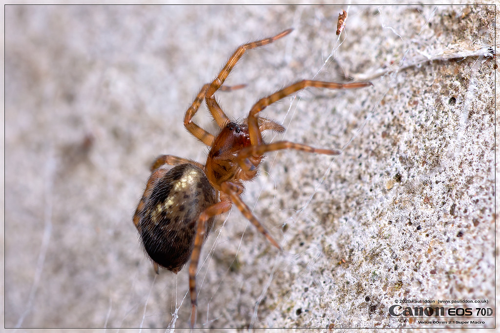 postspider_diffused-XL.jpg
