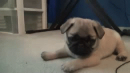 tumblr_mihljw4sNX1rlv7rfo1_400.gif